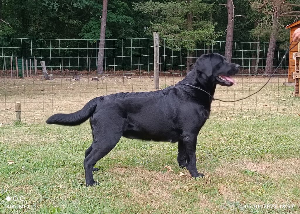 Pantera negra des Perdreaux de la Septaine